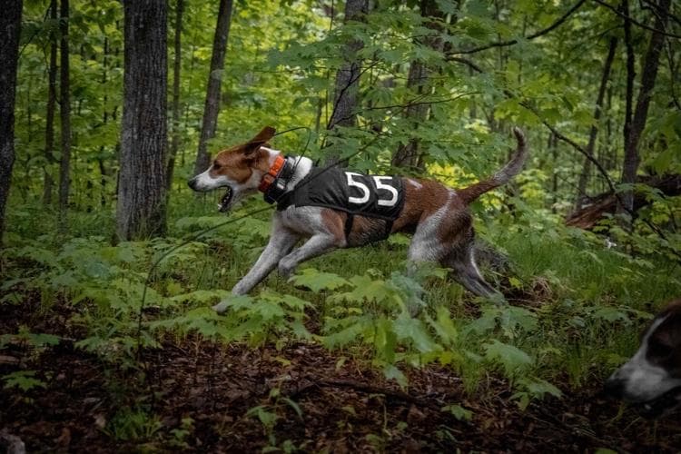 Niche dog sport divided Doug Ford's caucus as expansion plan killed, then resurrected